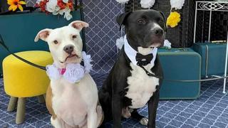 Una boda masiva de perros en EE.UU. aspira a entrar en el Libro Guinness