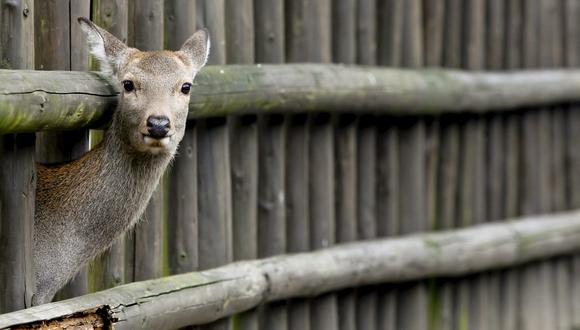 Según la fundación para la conservación de los ciervos de Nara, nueve de los 14 ciervos que fallecieron desde marzo tenían plástico en sus estómagos. (Foto: EFE)