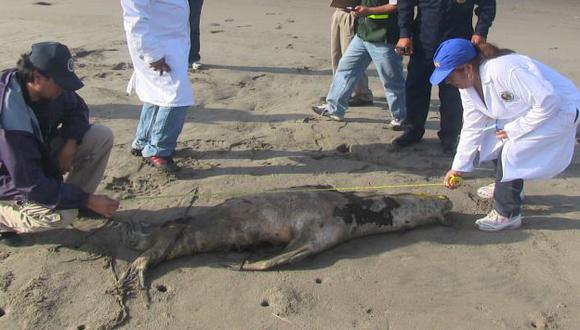 Especies marinas aparecen muertas en Puerto Eten. (USI/Referencial)
