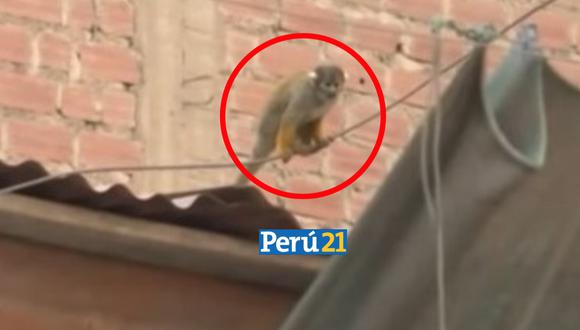 El primate continúa fuera de su hábitat expuesto a cualquier peligro. (Foto: Captura de Video/ 24 Horas).