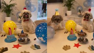 Perro festeja su cumpleaños junto a su amigo del alma