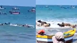 Tumbes: Conjunto de vacas asombran tras meterse a nadar a Playa de Zorritos