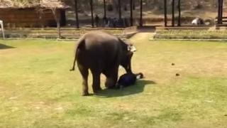 Elefante salva a su cuidador de ser "atacado" y se gana el corazón de miles | VIDEO