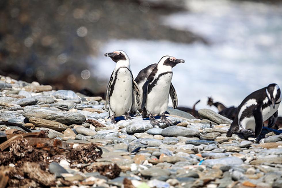 Pinguinos de Humbolt (Foto: Getty)