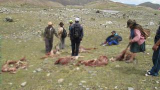 Ayacucho: Desconocidos mataron a 100 vicuñas para esquilarles su lana
