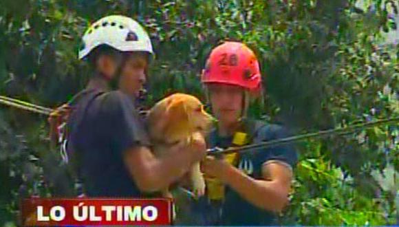 Perro fue rescatado en Chosica. (Captura / Canal N)