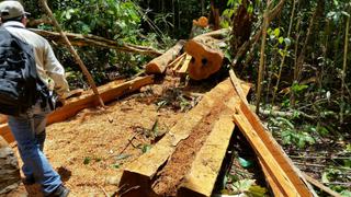 Ucayali: Detienen a 19 personas dedicadas al tráfico ilegal de madera [Video]
