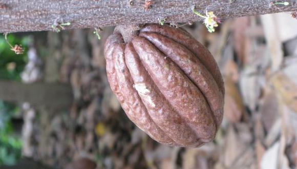 Cultivos premium. Cacao de Tocache es reconocido en el mundo. (USI)
