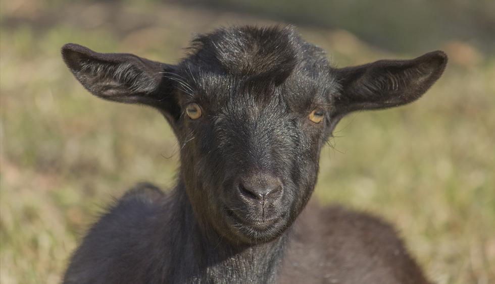 Un pastor jamaiquino revive a una cabra haciéndole el boca a boca. El video es viral en redes sociales. (YouTube |&nbsp;Tufail and sons Real Estate)<br>