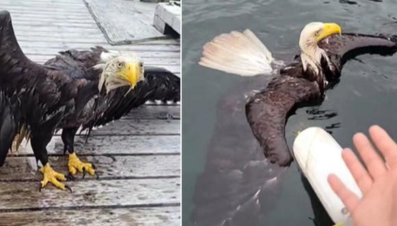 En esta imagen se aprecia al águila que cayó a un lago y estaba a punto de ahogarse. Felizmente, fue salvada por un hombre. (Foto: @tallonjustin / TikTok)
