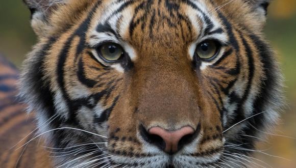 Nadia es la primera tigresa contagiada de COVID-19 en el mundo. (AFP)