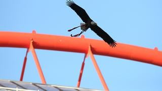 ¡Adiós a todos! El águila del Benfica se escapó del estadio Da Luz [VIDEO]