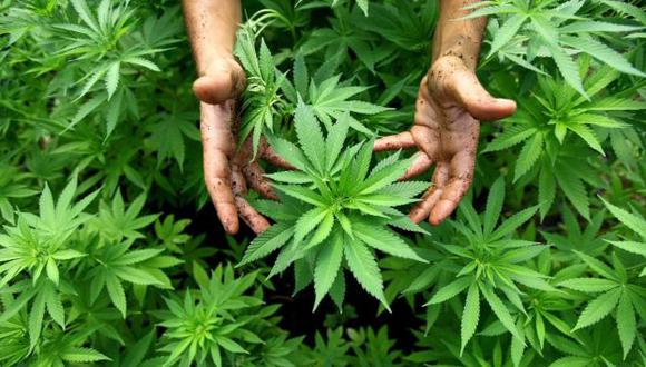 Existen hasta siete medicamentos procesados en base a la planta de marihuana. (USI)