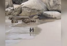 YouTube viral: Dos pingüinos son captados 'caminando de la mano' y causan furor en redes sociales