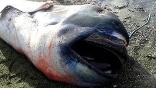 Este extraño tiburón de más de 4 metros varó en una playa de Filipinas