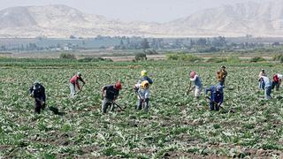 Segunda Reforma Agraria inicia este 3 de octubre con tecnificación e industrialización del agro