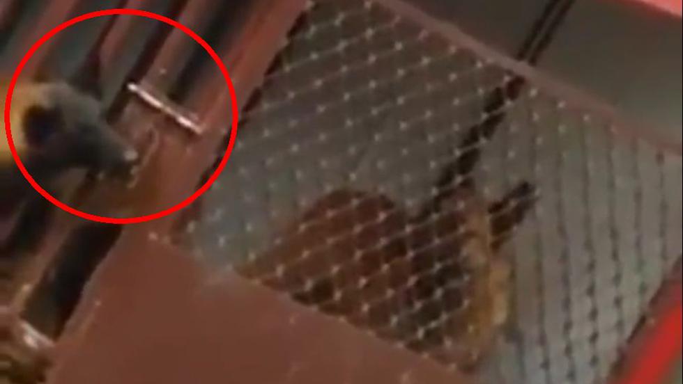 Con su hocico, uno de los perros pudo remover el cerrojo de la jaula. (Facebook)
