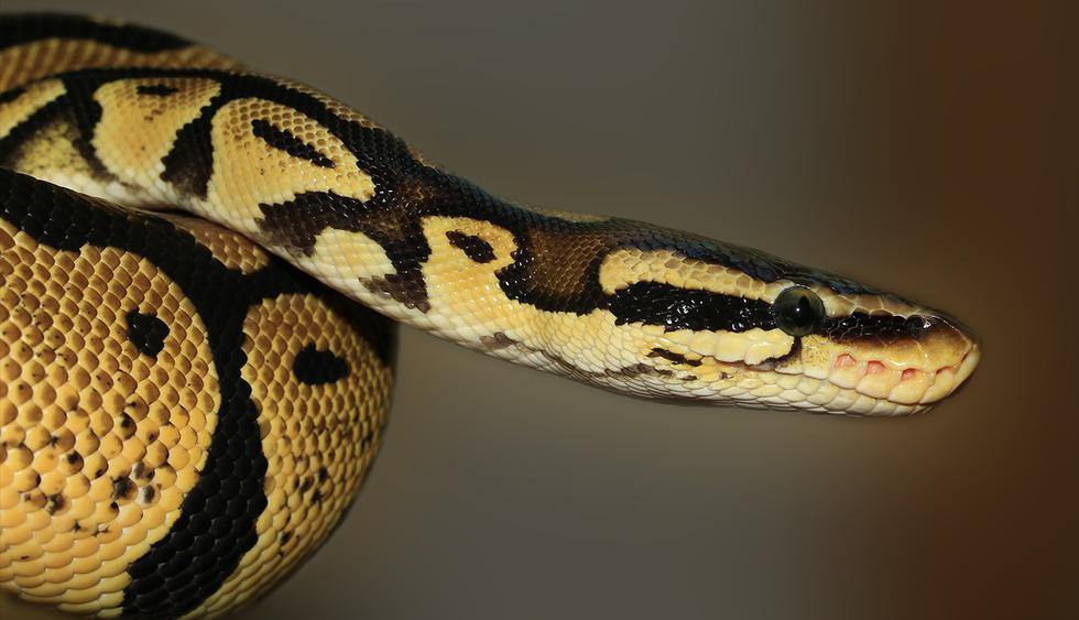 Serpiente confunde a su presa con un peluche y esto es lo que pasó al final. Ocurrió en Australia. (Foto: Pixabay)