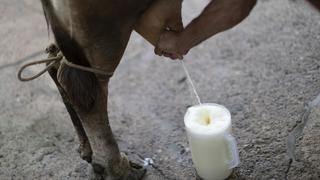 Midagri considera que industria lechera no “atiende” a pequeños productores