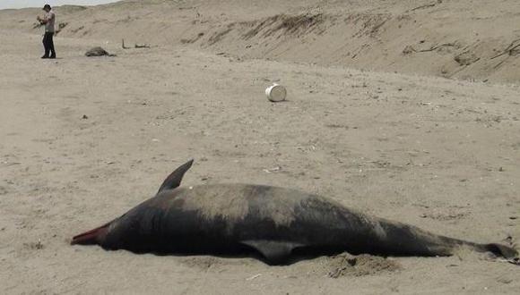 Lambayeque: Aparecen más delfines muertos. (USI/Referencial)