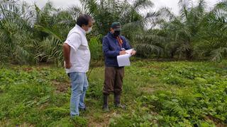 Grupo Palmas desarrolla primer estudio para la protección de bosques 
