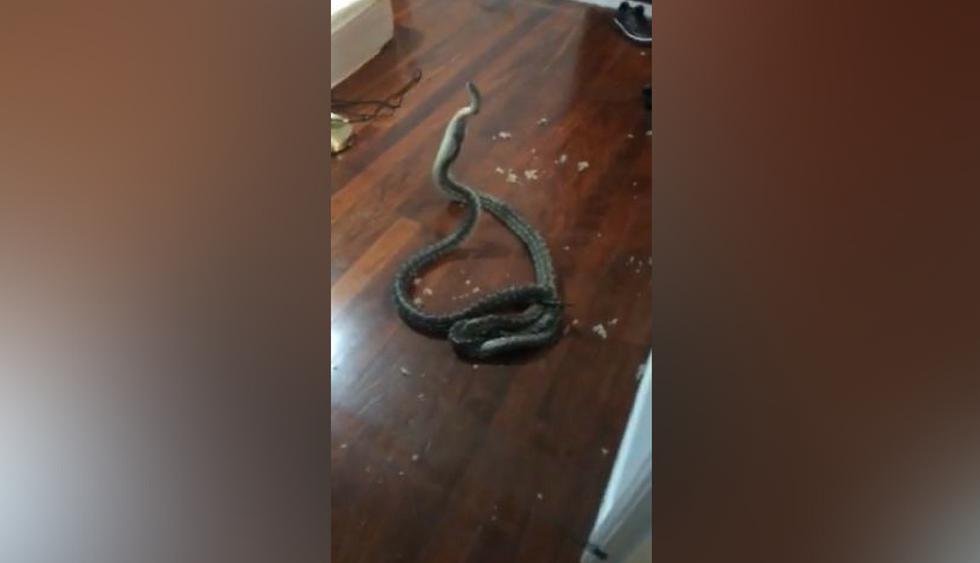 Las serpientes cayeron del techo a través de un ducto de ventilación roto. (Créditos: Snake Catchers Brisbane en Facebook)