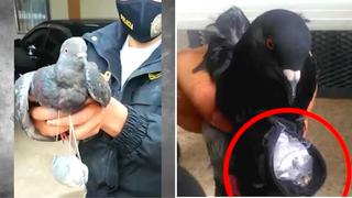 Utilizan ‘paloma mensajera’ para ingresar droga a penal de Huancayo