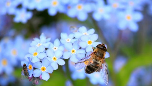 Aleteo de las abejas estimula el crecimiento de las plantas. (Foto: Difusión)