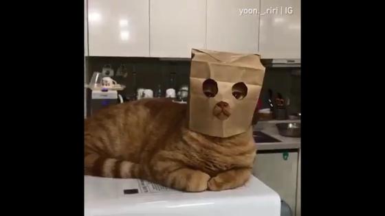 Gato se convierte en el 'superhéroe' más gracioso y tierno de la temporada VIDEO | REDES-SOCIALES | PERU21