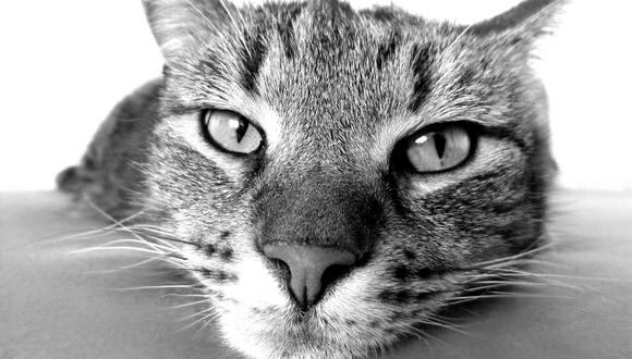 El video de la gata y su cría ya fue visualizado más de 2,2 millones de veces. (Referencial - Pixabay)