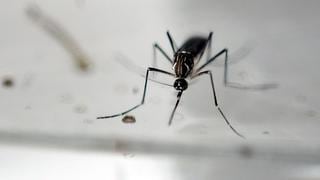 Zika: OMS estima que virus afectará entre 3 y 4 millones de personas en América