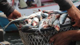 Produce: Consumo de pescado aumentó 28.5% en el período 2011-2015