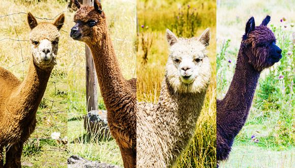 Se tratan de Urpi, Chaska, Camila y Micaela, 4 alpacas del fenotipo Huacaya que han sido seleccionadas por PACOMARCA, Estación Experimental de Investigación Científica y Mejora Genética de Alpacas perteneciente al Grupo Inca, para provar la vacuna contra el coronavirus. (Grupo Inca)