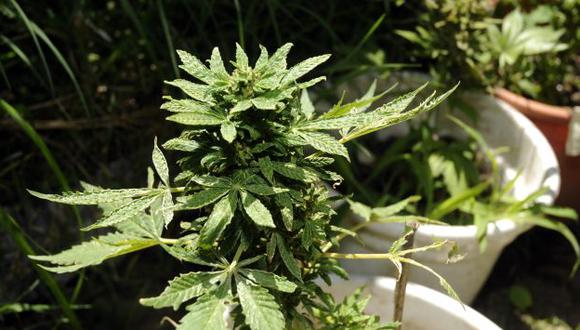 Cultivo y venta de marihuana es legal en Washington. (EFE)