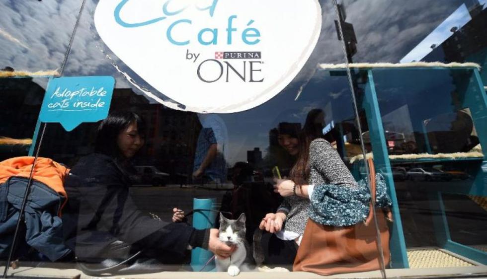Los neoyorquinos que enloquecen por los gatos pueden gozar del terapéutico efecto del ronroneo en el primer café felino de Estados Unidos. (AFP)