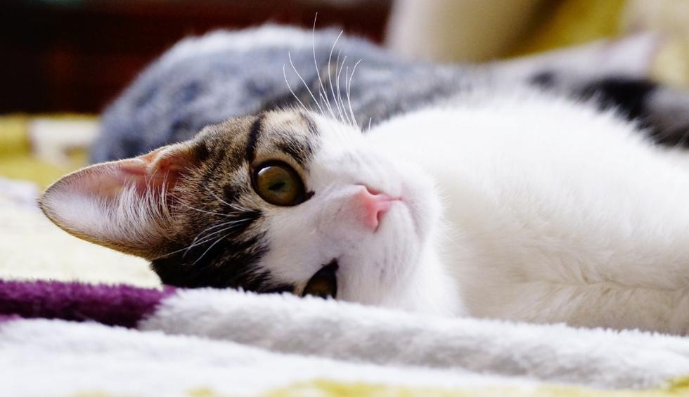 Un pequeño gato se hizo muy popular en Facebook debido a su inusual comportamiento. (Referencial - Pixabay | Facebook - 9GAG)