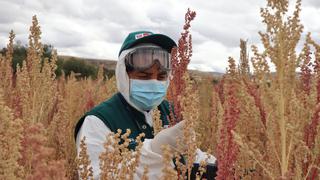 Quinua peruana ya puede ser exportada a Colombia y beneficiará a más de 20 mil productores