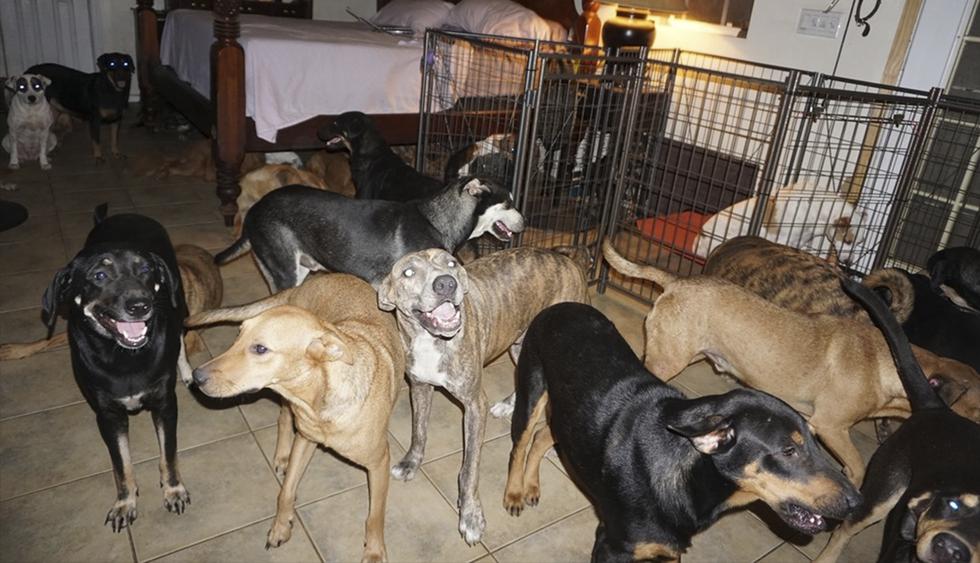 Chella Phillips acogió en su casa a 97 perros callejeros para protegerlos del huracán Dorian en Bahamas. Su historia es viral en redes sociales. (Facebook)<br>