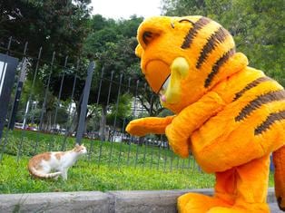 Garfield visita el parque Kennedy y regala alimento a gatitos sin hogar | FOTOS