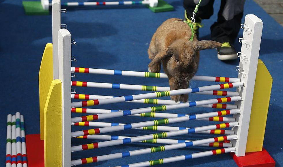 Por Semana Santa, una peculiar carrera de conejos de Pascua se realizó en República Checa. (AP)