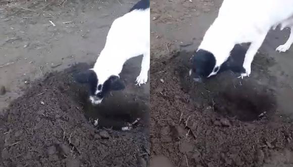 El video viral muestra las desgarradoras imágenes: la perrita cavó la tumba y enterró a su cachorro que acababa de morir.| Foto: Lenny Rose Ellema