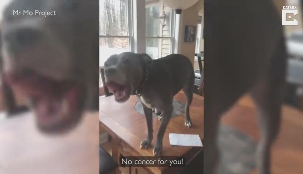 Le contó a su perro que se curó del cáncer que padecía y la reacción del can conmueve al mundo. El video es viral en las redes sociales. (Facebook / Caters News)