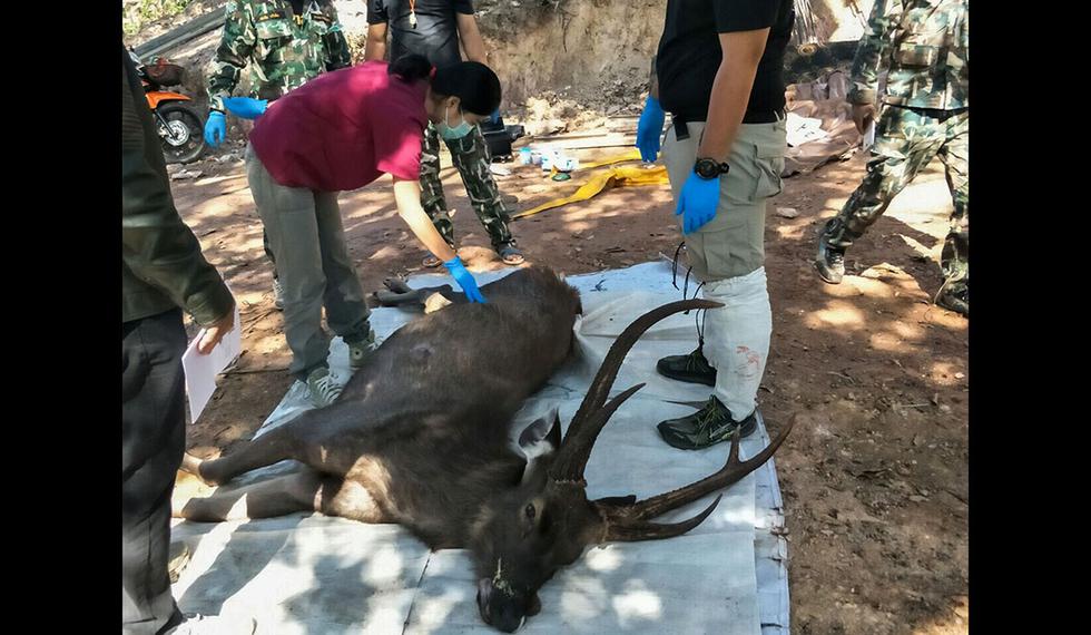 Veterinarios examinan un ciervo muerto en el Parque Nacional Khun Sathan en la provincia tailandesa de Nan. (Foto: AFP)