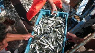 Envíos de pesca caen 38%