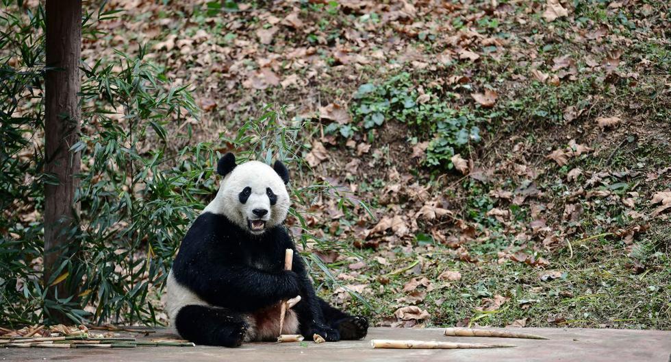 Una foto del panda Bei Bei en la base de Bifengxia, del Centro de Conservación e Investigación de China del Panda Gigante, en Sichuan, China. (AFP)