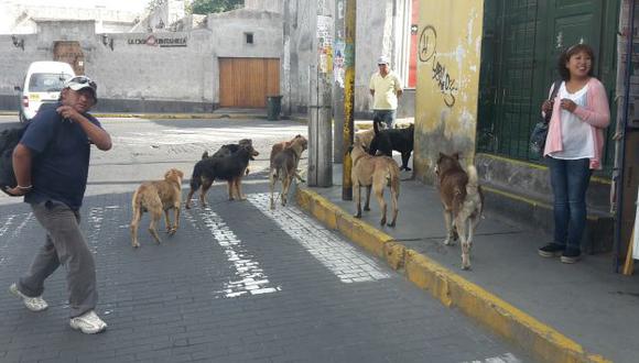 Este año ya van 17 casos de rabia canina. (Foto: Gessler Ojeda)