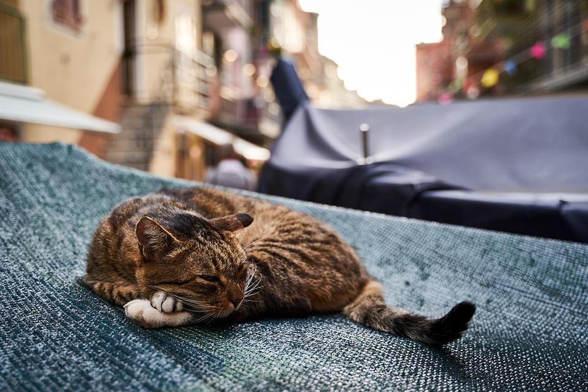 Gatos-calle | Los peligros enfrentan los gatos que a salir a menudo a la | VIDA | PERU21