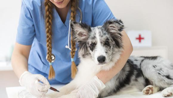 El parvovirus canino: la mortal enfermedad canina que se puede combatir con la vacunación (Foto: Freepik)