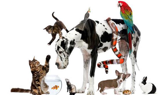 Como parte de las actividades se realizará el carnaval del perro sin pelo peruano.