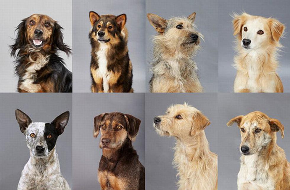 De perros chuscos a razas únicas: La campaña pro-adopción que conquistó Costa Rica. (Territorio de Zaguates/BBDO Costa Rica)